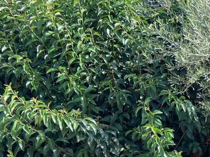 Parcela rústica en venta en Almazora/Almassora