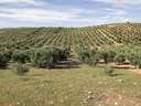 Parcela rústica en venta en Cogollos de la Vega