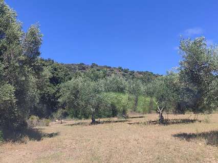 Parcela rústica en venta en Cantallops rebajada