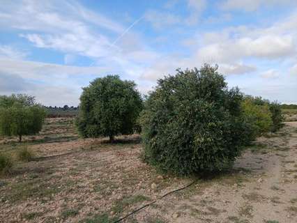 Parcela en venta en Yecla