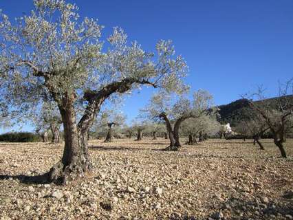 Parcela en venta en Yecla
