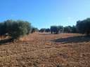 Parcela en venta en Niebla