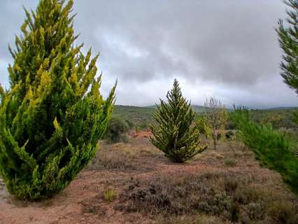 Parcela rústica en venta en Ayna