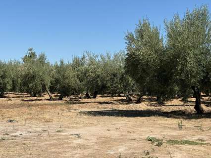 Parcela rústica en venta en Otura