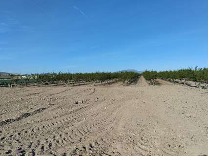 Parcela rústica en venta en Totana rebajada