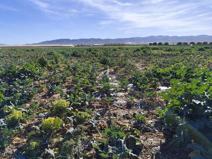 Parcela rústica en venta en Totana