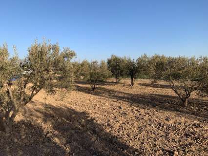 Parcela rústica en venta en Totana rebajada