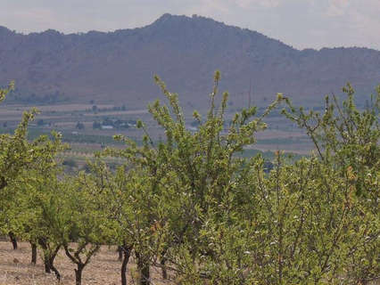 Parcela rústica en venta en Yecla