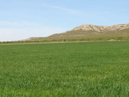 Parcela rústica en venta en Yecla