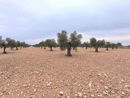 Parcela rústica en venta en Yecla