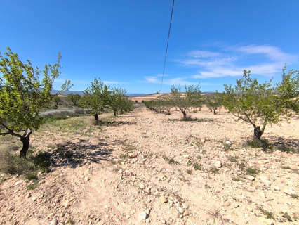 Parcela rústica en venta en Jumilla