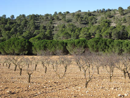 Parcela rústica en venta en Yecla