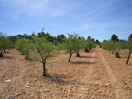 Parcela rústica en venta en Yecla