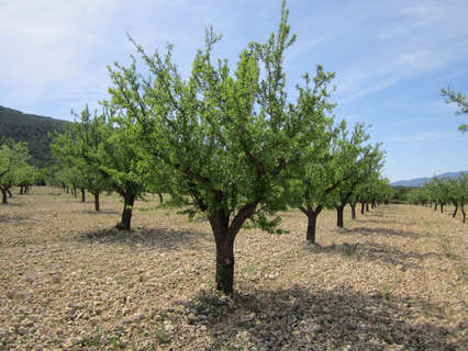 Parcela rústica en venta en Yecla