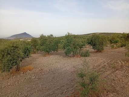 Parcela rústica en venta en Morón de la Frontera