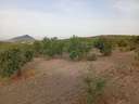 Parcela rústica en venta en Morón de la Frontera