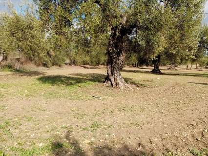 Parcela rústica en venta en Arahal