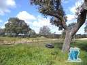 Parcela industrial en venta en Casar de Cáceres