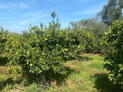 Parcela rústica en venta en Quatretonda