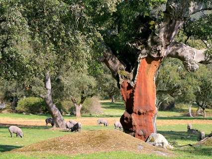 Parcela rústica en venta en Mérida