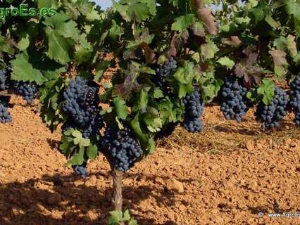 Parcela rústica en venta en Alange