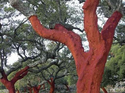Parcela rústica en venta en Cáceres