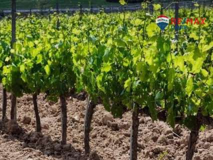 Parcela rústica en venta en Torre de Miguel Sesmero