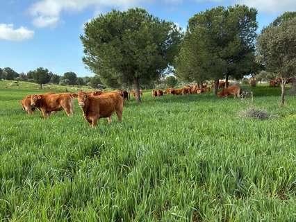 Parcela rústica en venta en Valencia de las Torres