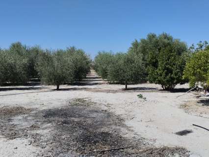 Parcela rústica en venta en Molina de Segura rebajada