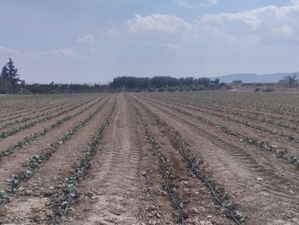 Parcela rústica en venta en Totana