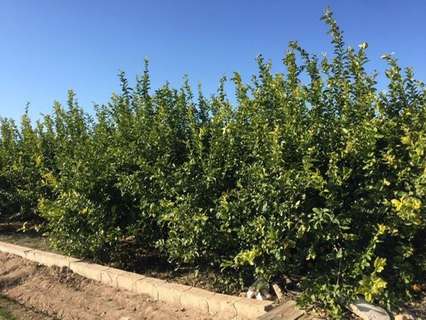 Parcela rústica en venta en Murcia zona Llano de Brujas