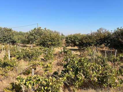 Parcela rústica en venta en Puerto Real