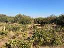 Parcela rústica en venta en Puerto Real
