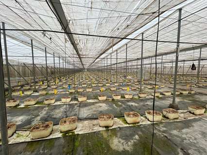 Parcela rústica en venta en Motril