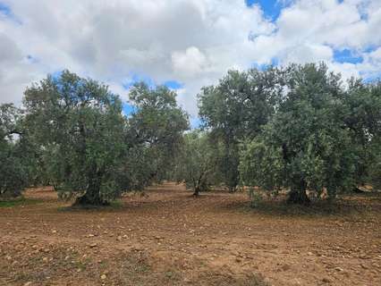 Parcela rústica en venta en Carmona