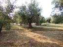 Finca en venta en Dúrcal zona Marchena