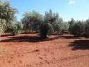 Finca en venta en Villamena zona Cozvíjar