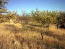 Finca en venta en Albuñuelas