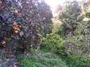 Finca en venta en Lecrín