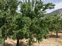 Finca en venta en Dúrcal