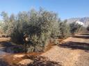 Finca en venta en Dúrcal Marchena rebajada