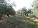 Finca en venta en Nigüelas