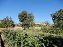 Finca en venta en Dúrcal zona Marchena