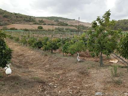 Parcela rústica en venta en Paterna de Rivera