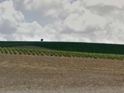 Parcela rústica en venta en Sanlúcar de Barrameda