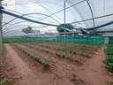 Parcela rústica en venta en Sanlúcar de Barrameda