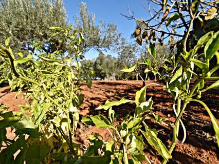 Parcela rústica en venta en Jerez de la Frontera