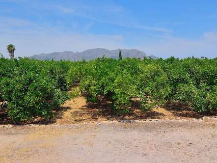 Parcela rústica en venta en Pedreguer rebajada