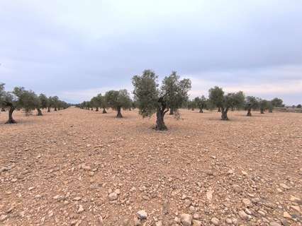 Parcela rústica en venta en Yecla