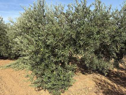 Parcela rústica en venta en Bollullos Par del Condado